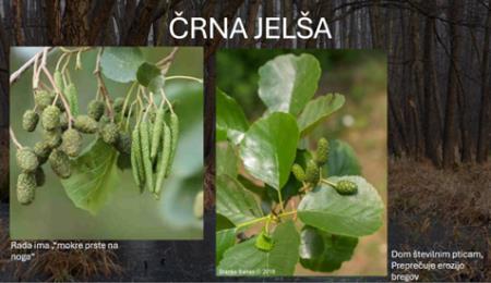 CRNA JELSA